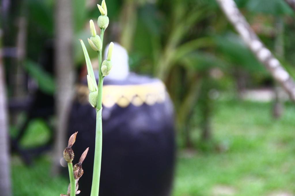 Gloria Angkor Hotel Siem Reap Eksteriør bilde